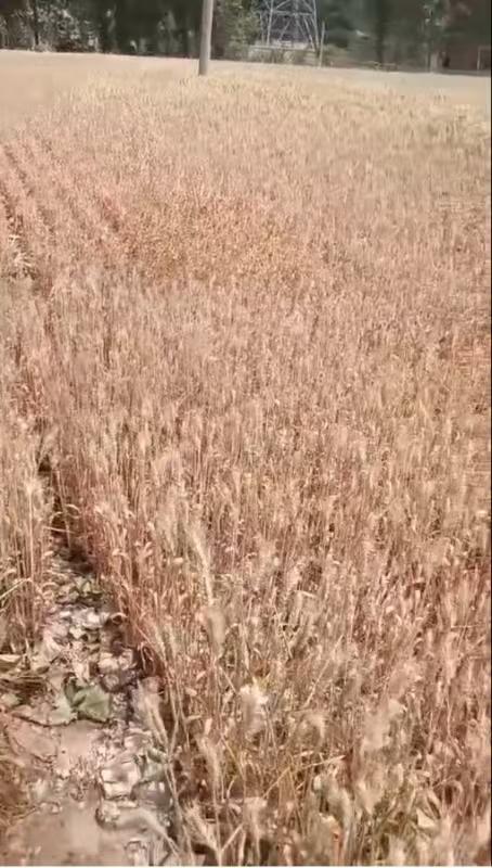 河南干旱部分农户提前割麦，农业部门：将救灾资金用于灌溉打井  第1张