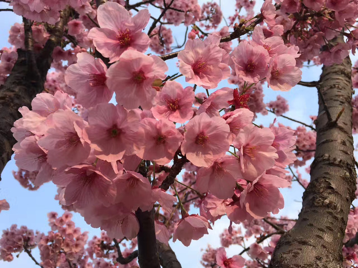 花开之处，便是故地  第15张